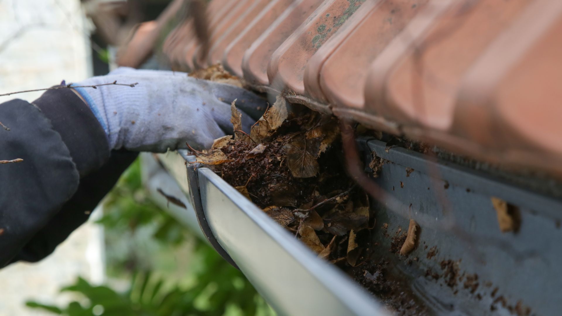Stock photograph of gloved hands clearing leaves from roofline guttering