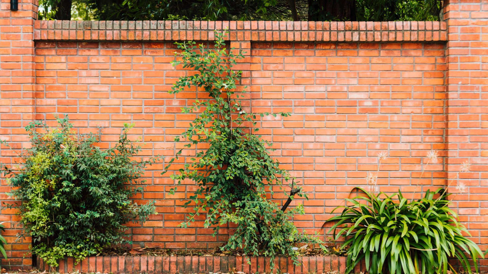 Stock photograph of a brick garden wall with pillars and planting