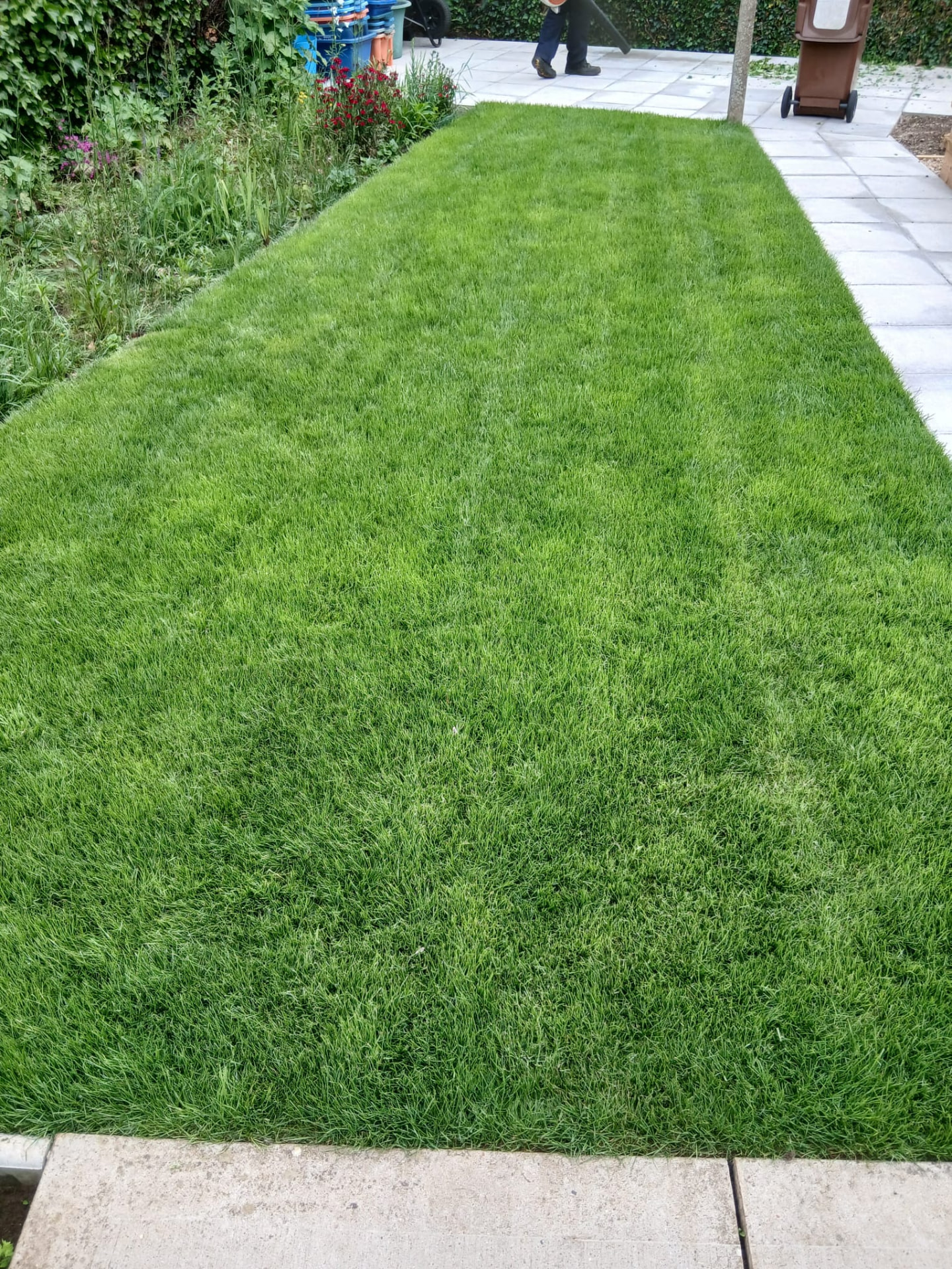 Green garden lawn bordered by stone paving and planting