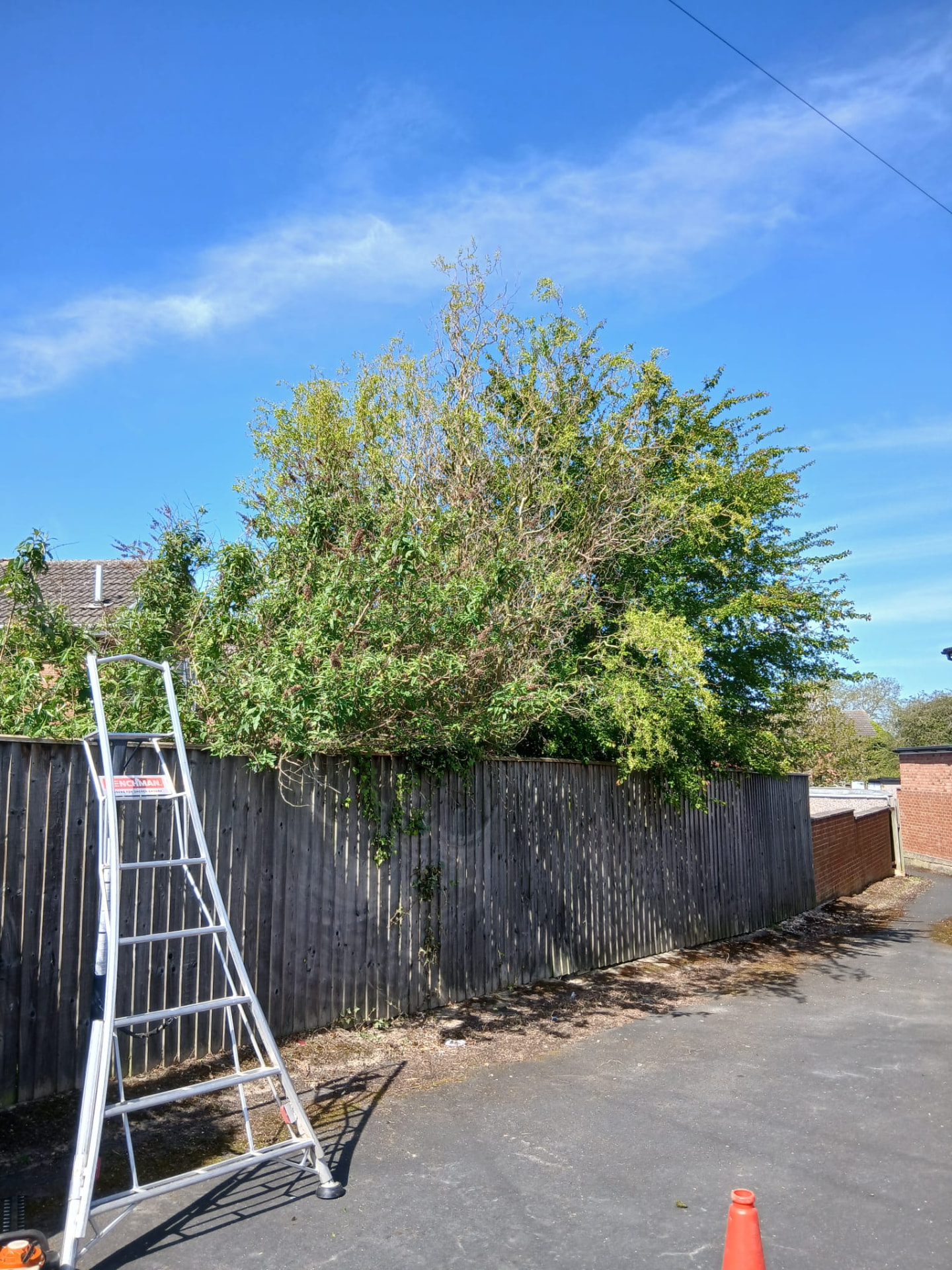 Leafy hedge above a timber fence with a ladder alongside